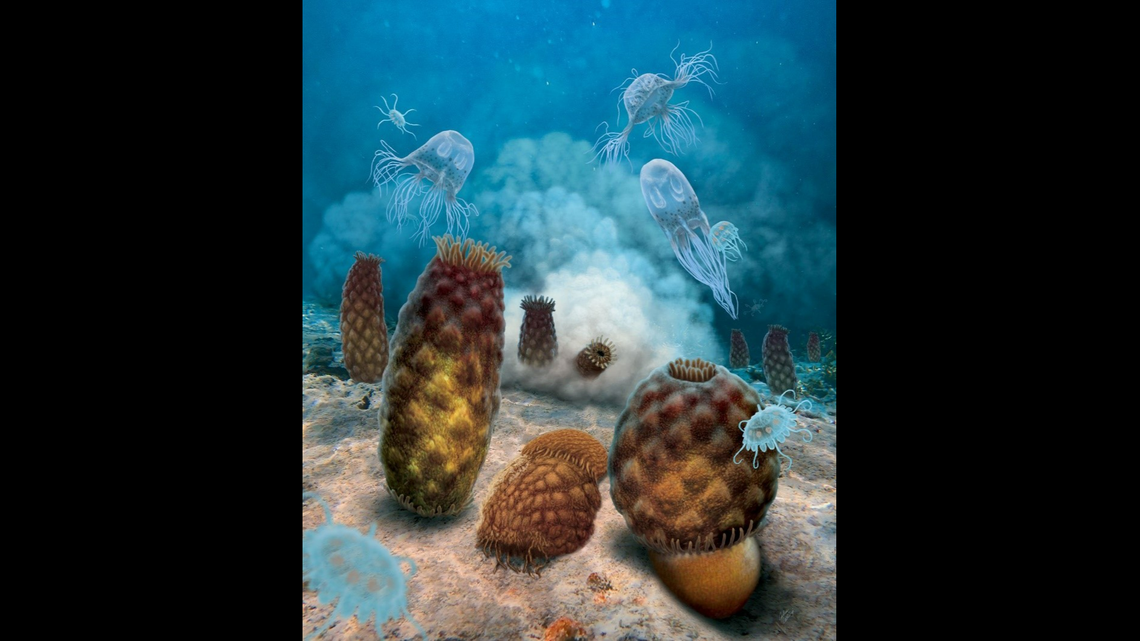 For the past 44 years, paleontologists thought “blob” fossils found in Illinois were jellyfish, according to a Colorado museum. Turns out, they are sea anemones.