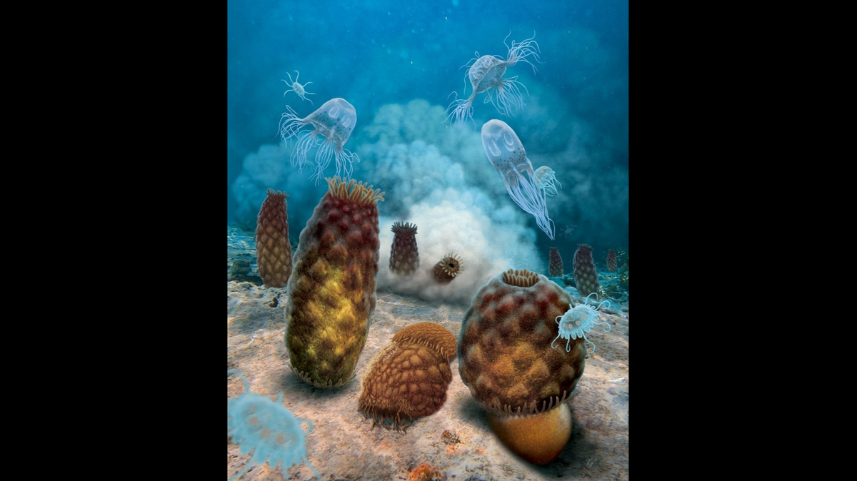 For the past 44 years, paleontologists thought “blob” fossils found in Illinois were jellyfish, according to a Colorado museum. Turns out, they are sea anemones.