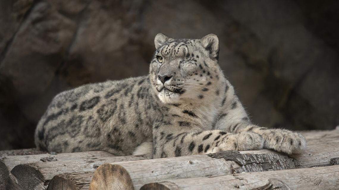 Ramil, a male snow leopard, rests at the San Diego Zoo in 2019.
