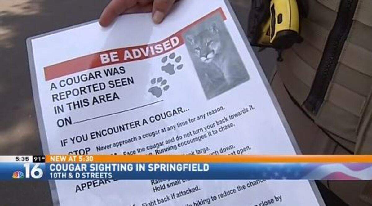 A police sniper shot and killed a mountain lion that had been spotted watching children play in a back yard pool from a fence, following several earlier encounters, Springfield officials say.