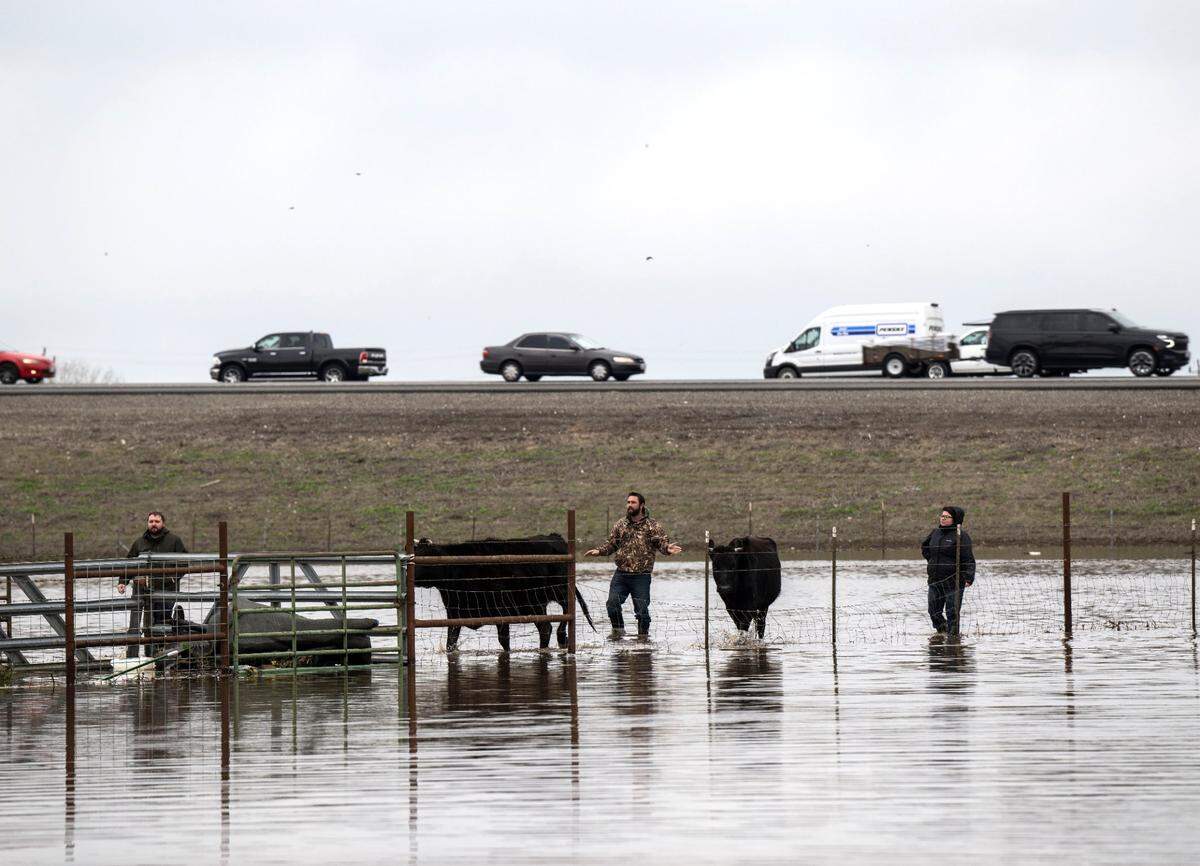 Cattle are rescued from flooded field in Point Pleasant on Monday after the impact of the New year’s Eve storm in rural Sacramento County.