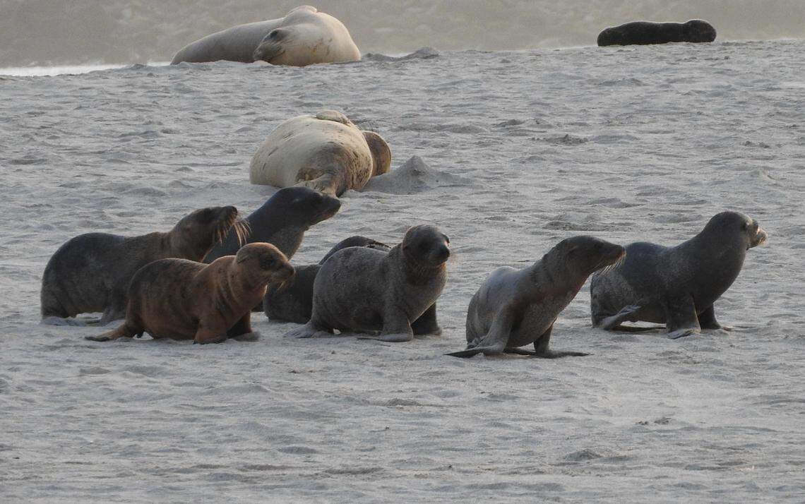 California sea lion babies, known as pups, are pictured here on land on the beaches in the Channel Islands off of Southern California.