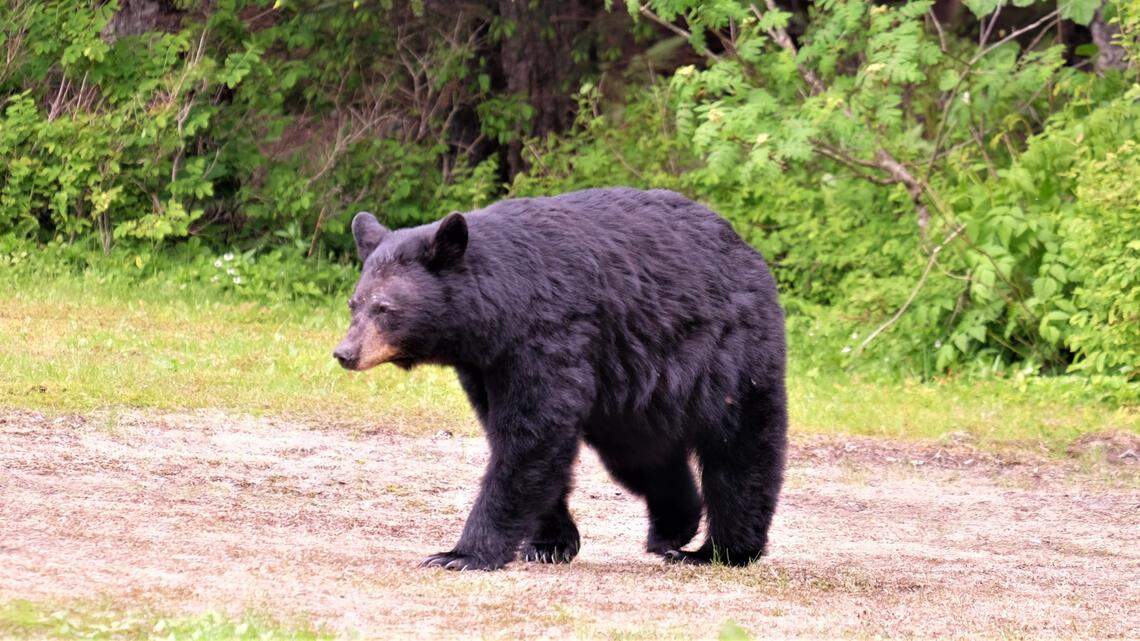 Bear charges at wildlife officer who got between her and trash in Colorado, officials say