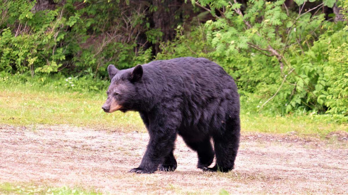 A black bear (not the one pictured) was euthanized after charging at wildlife officials in Colorado, officers said.