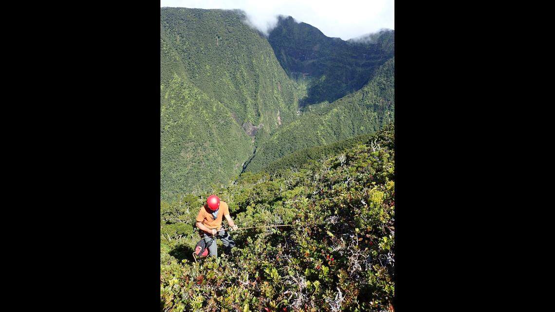 Botanists searching steep slopes in Hawaii found a new species of Hawaiian flower called Cyanea heluensis. It has “gently curved, long, white flowers,” experts say.
