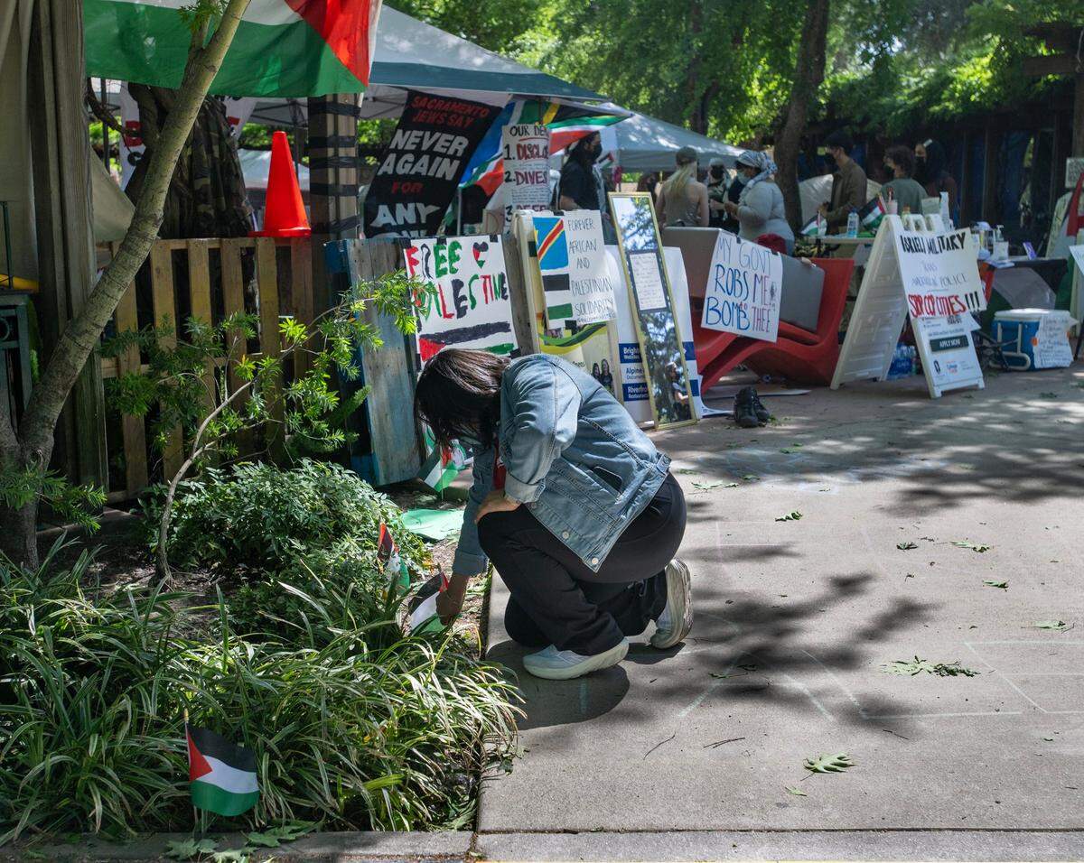 A pro-Palestinian activist places small Palestinian flags on Wednesday, May 1, 2024, amid plants near the area the demonstrators took over three days ago at Sacramento State to protest the war in Gaza. Protesters are asking the CSU to divest from investments in Israel.