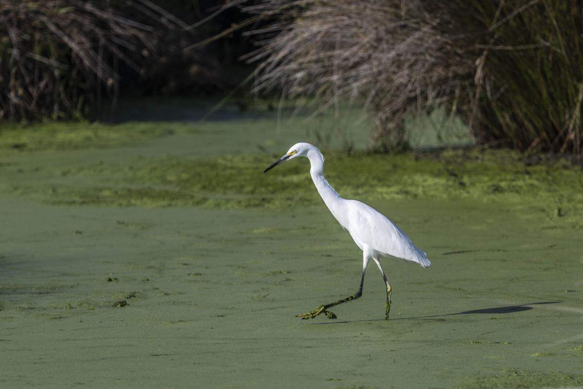 A snowy egret forages for food in a habitat developed by the Natomas Basin Conservancy in Sacramento County on Nov. 10.