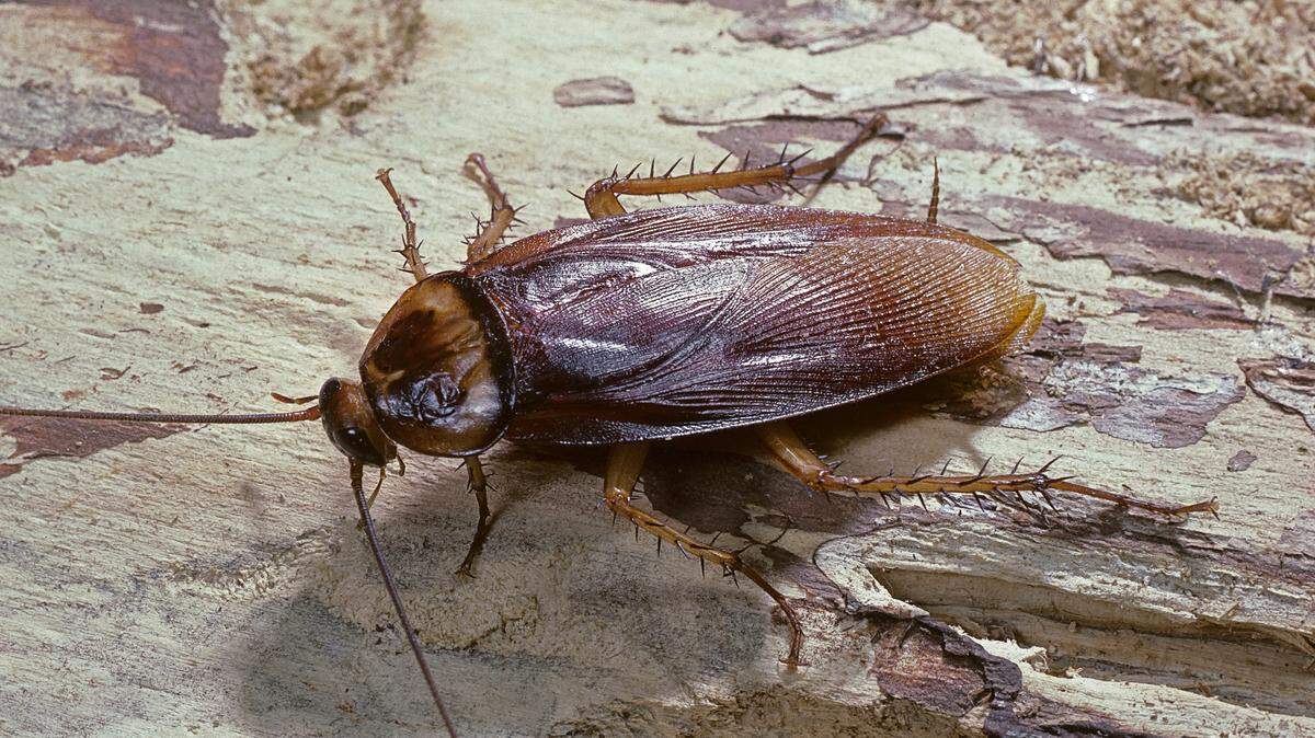 Cockroaches thrive in the California heat. Here’s how to spot an infestation and prevent them in the future.