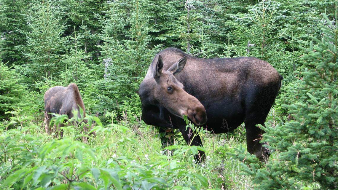 A man stomped by a protective moose near Coal Creek says the animal was “doing her job as a mom” in Colorado.