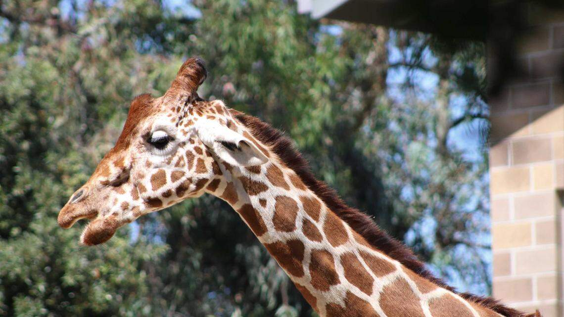 Sacramento Zoo closed for part of Saturday after Valentine the giraffe dies