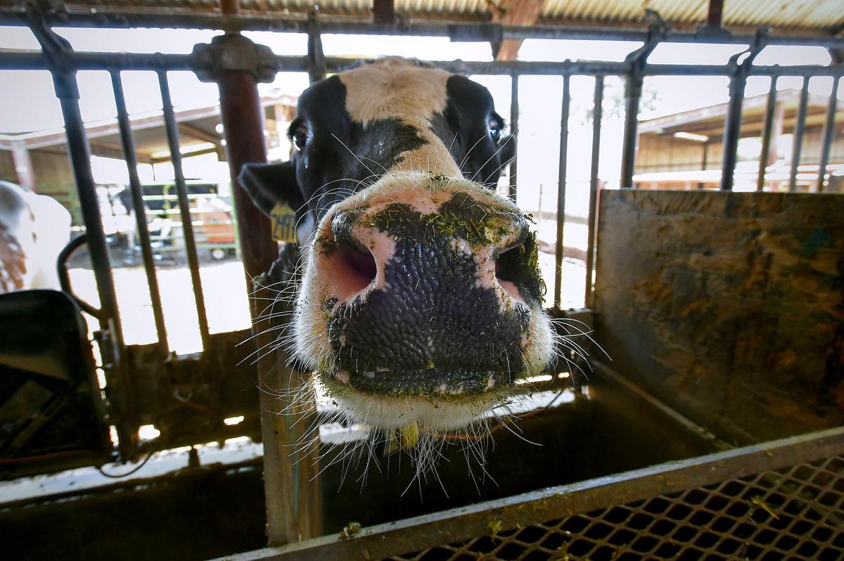A dairy cow chews a mouthful of cattle feed at the UC Davis Dairy Teaching and Research Facility in 2018.