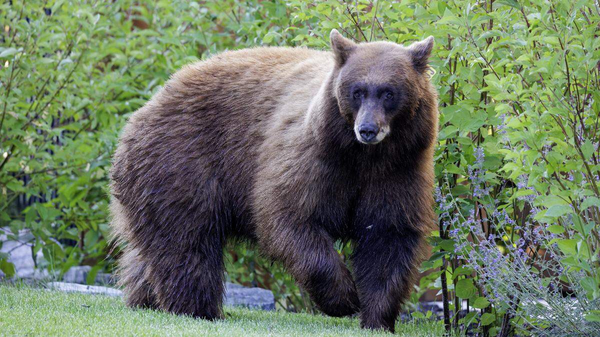 Hope, known by California Department of Fish and Wildlife as Bear 753, is pictured in an undated photo. She has been genetically linked to 12 home invasions since 2022, according state Fish and Wildlife. Her cub, Bounce, has also been genetically detected inside homes.