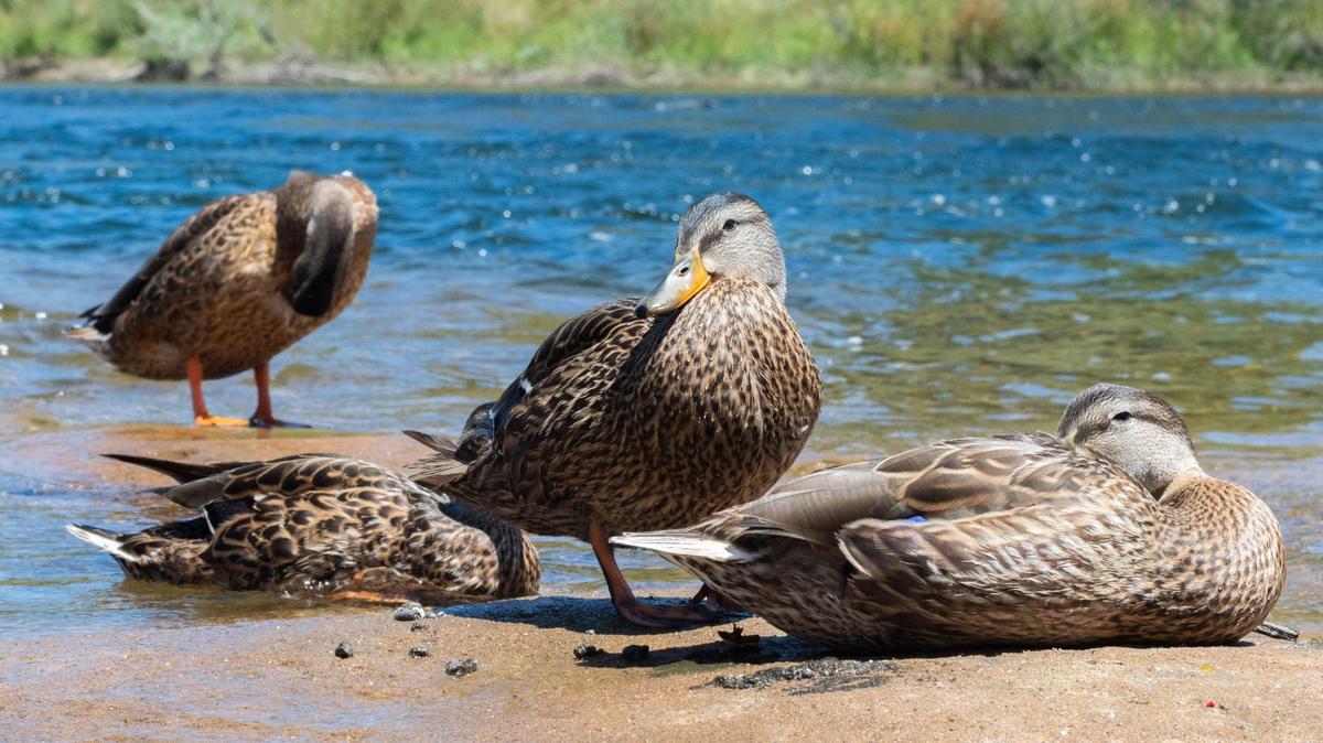 Most of the 55 WA flocks identified as infected with bird flu — three commercial, 52 backyard — have had contact with wild waterfowl, according to the state.