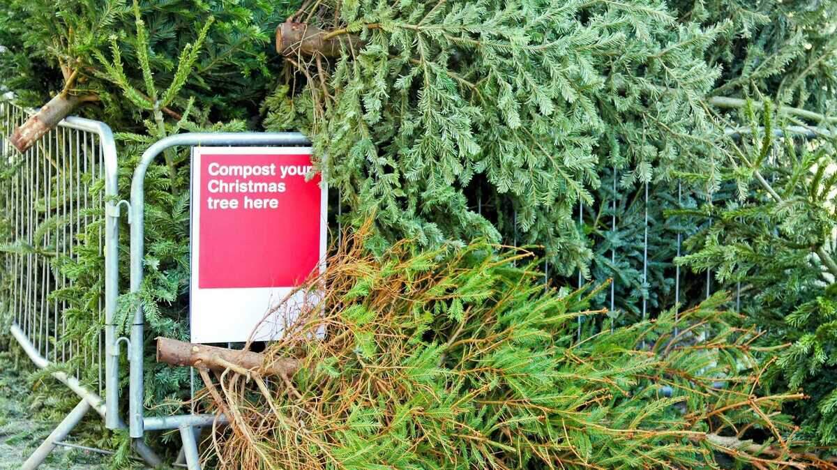 The city of Folsom will hold its annual Christmas tree recycling drop-off event Saturday, Jan. 7, at Rodeo Park at the end of Stafford Street. Trees will be accepted from 9 a.m. to 1 p.m.