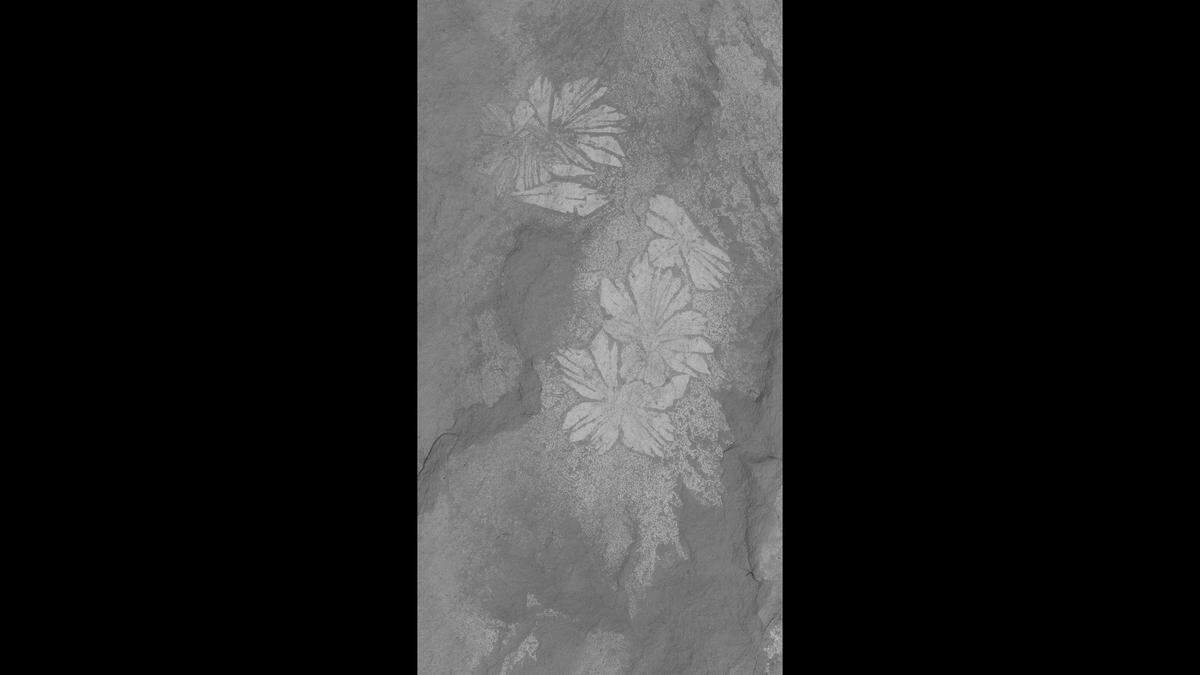 SEM-micrograph of the Shaihuludia shurikeni fossil showing the ghost of soft tissue preservation beneath the worm’s characteristic chaetae bundles.
