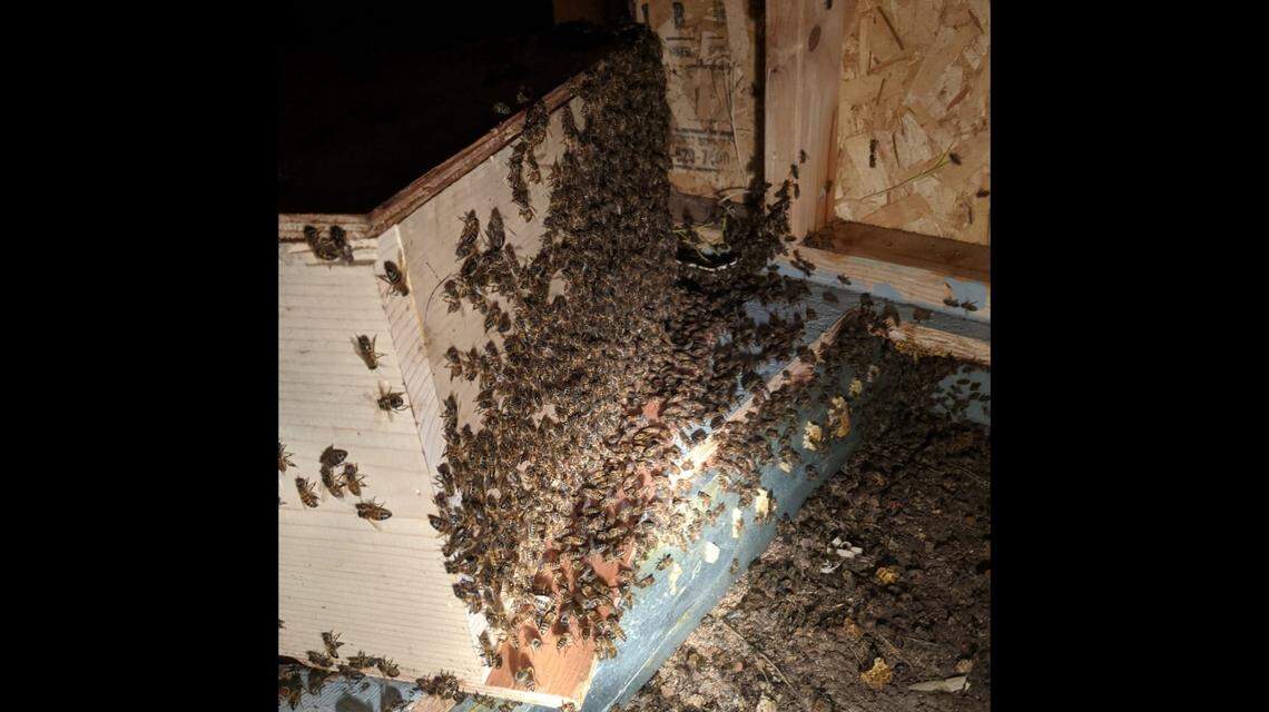 A 70-pound beehive was discovered beneath a shed in Herb Herbert’s California backyard.