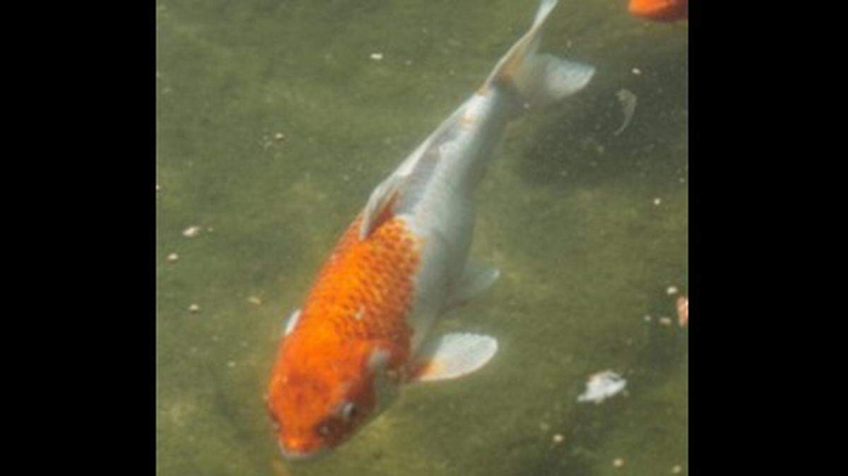 Someone stole 50 koi fish valued at $4,000 from the Japanese Friendship Garden in San Jose, California parks officials say.