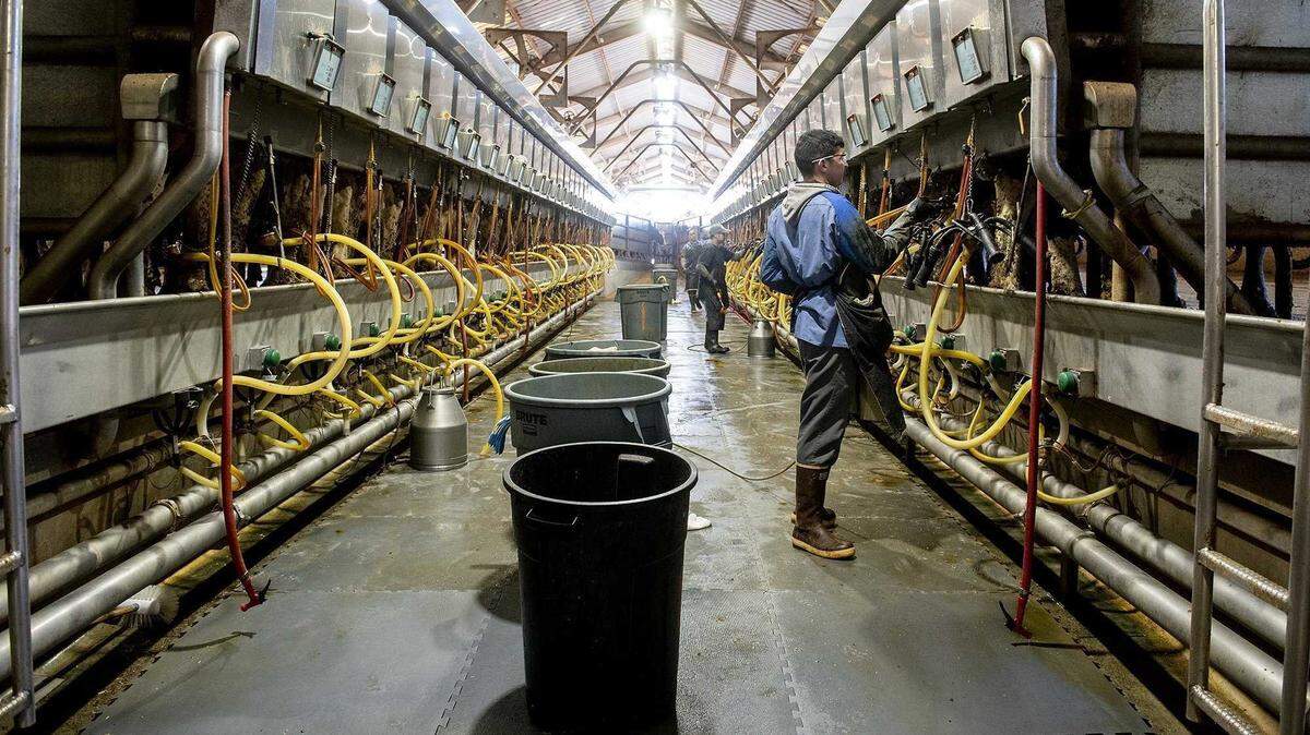 Cows are milked at a dairy in Merced County in 2022.