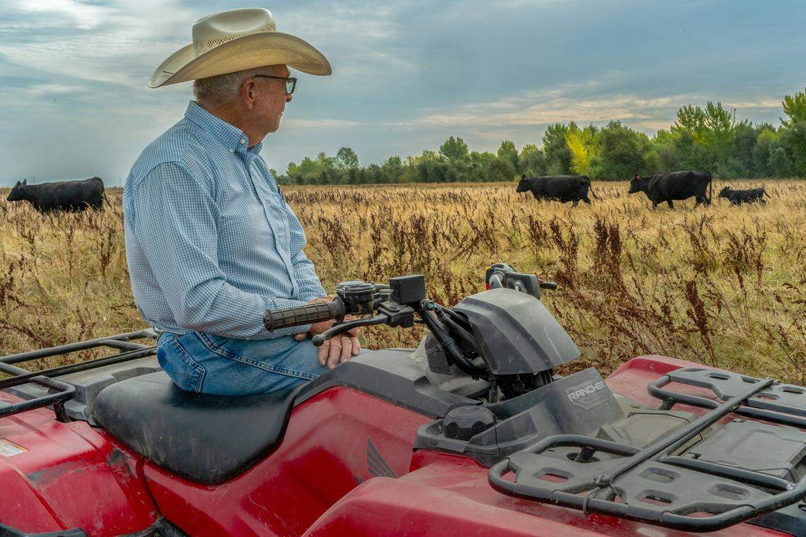 Rancher Pat Kirby oversees some of his 60 cows at the Stone Lakes National Wildlife Refuge near Elk Grove, federally managed land he has leased for 27 years, on Thursday. He removed them from a ranch in Sierra Valley after one of his calves was killed by a wolf. They wouldn’t normally be grazing in Sacramento County at this time of year due to fire hazards and dry conditions, but he said he had no choice.