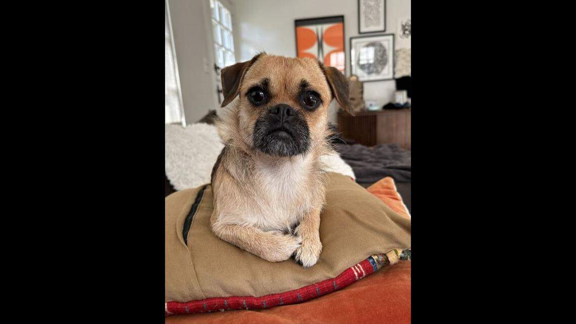 Macaroni, a terrified 1-year-old pug mix left at a California shelter, continues to seek a new home as she faces separation anxiety.
