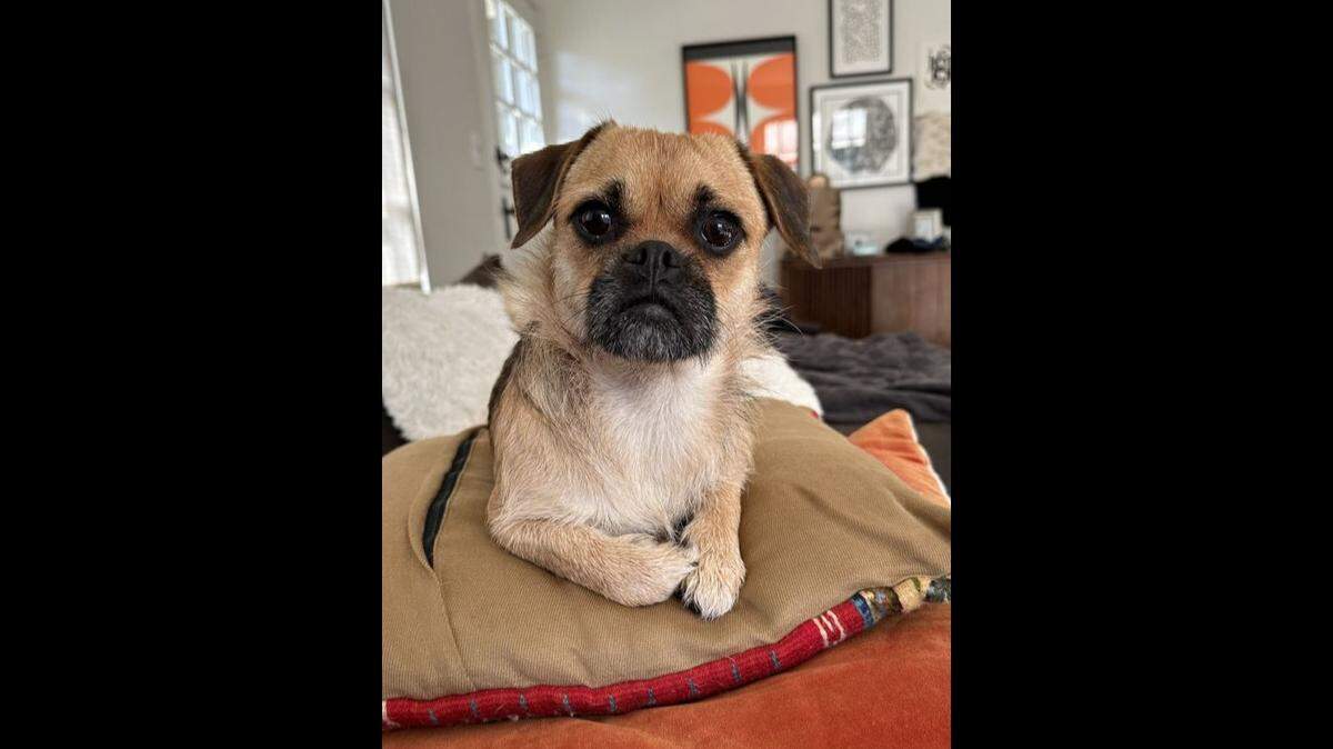 Macaroni, a terrified 1-year-old pug mix left at a California shelter, continues to seek a new home as she faces separation anxiety.