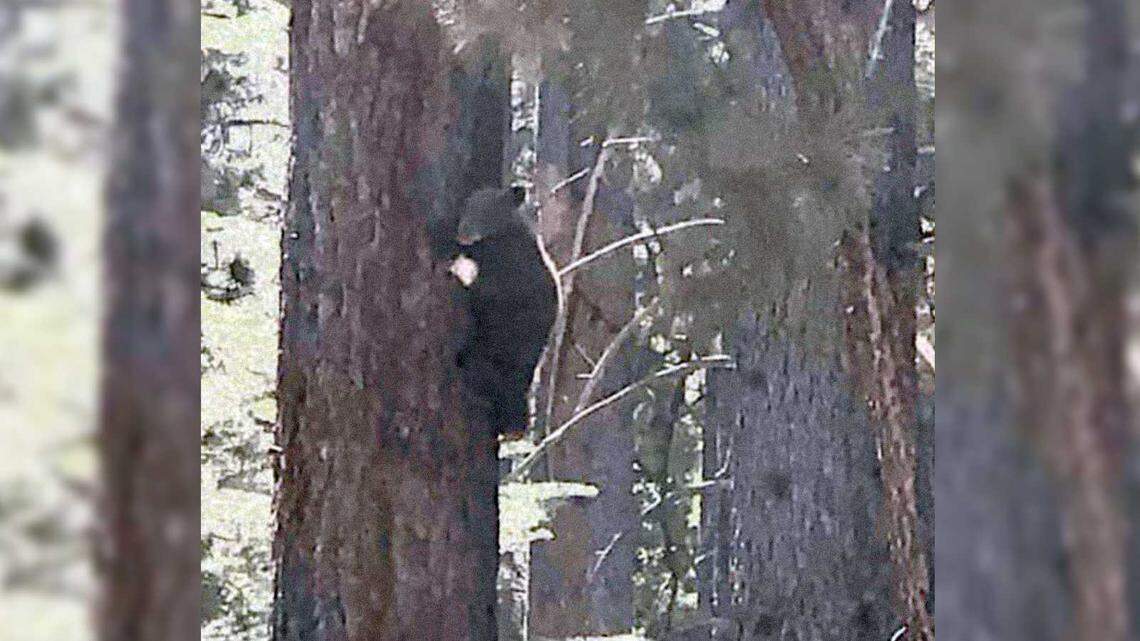 Tamarack, the bear cub who was injured in the Tamarack Fire but escaped while recovering at Lake Tahoe Wildlife Care, was located in a tree in the South Lake Tahoe area, according to officials from the center. “Clearly it illustrates that he is able to climb trees, which is his natural safety mechanism.”