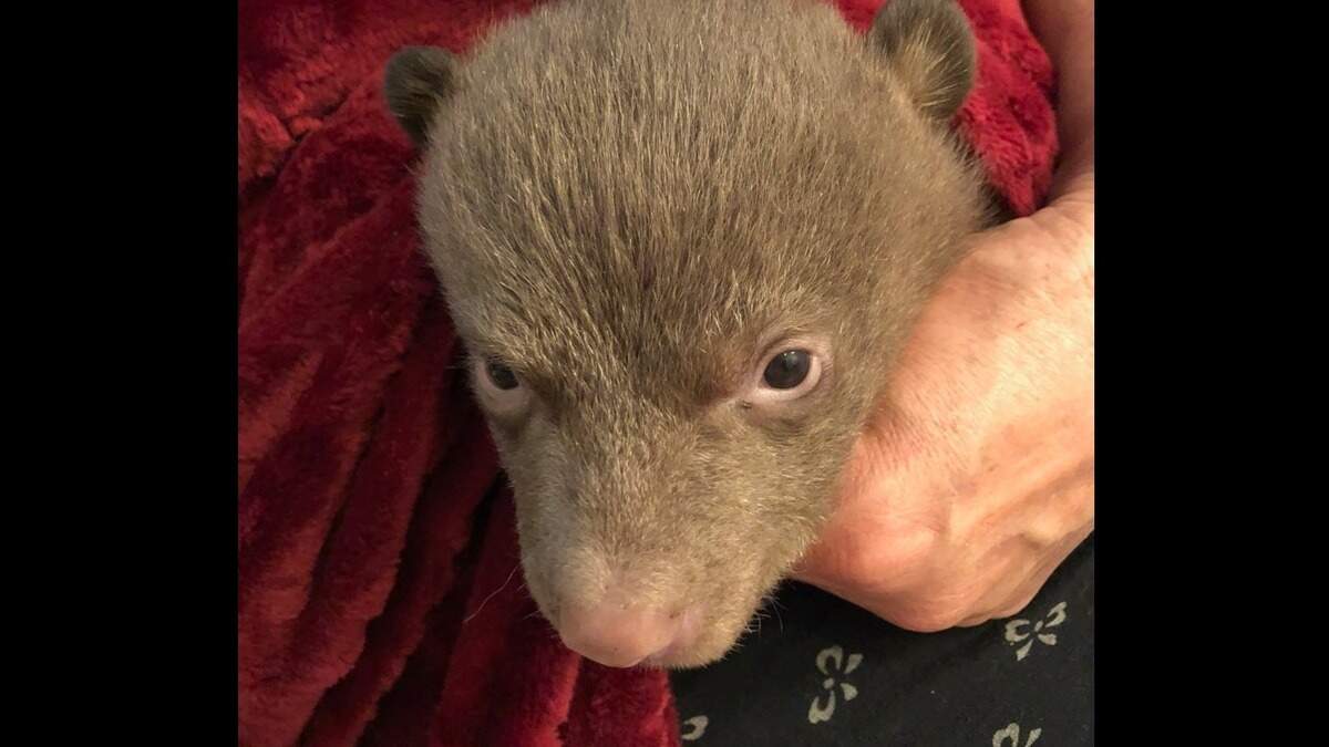 The small bear cubs were found alone along Highway 96 in Siskiyou County earlier this month and authorities are asking the public’s help to find out why.