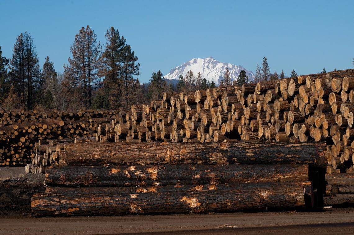 Collins Pine Co. mill yard in Chester is filled to capacity on Friday, Dec. 3, 2021, with ponderosa pine trees salvaged from the company’s land after they were damaged during the Dixie Fire this summer.
