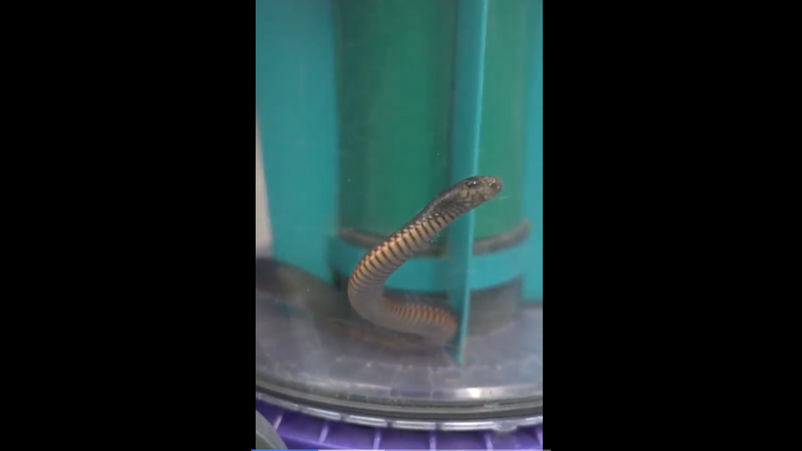 The young snake kept peeping out of the vacuum cleaner at everyone. It survived and was unharmed.