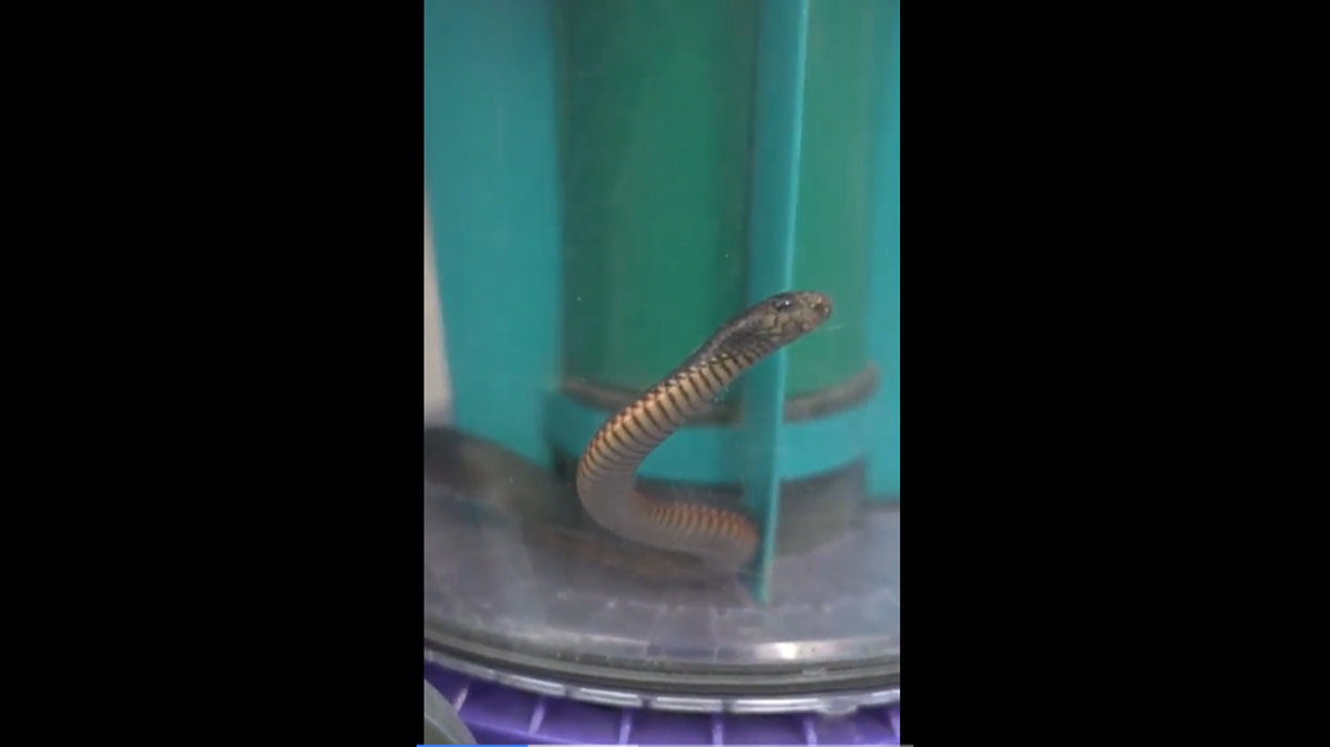 The young snake kept peeping out of the vacuum cleaner at everyone. It survived and was unharmed.