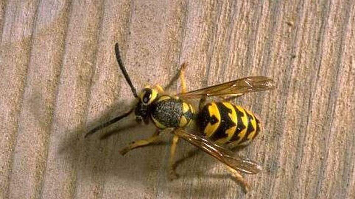 Residents trying to burn out yellow jacket nests have sparked two brush fires in a Silverton, Oregon, neighborhood in recent weeks, fire officials say. A three-alarm blaze Sunday involved six fire agencies.