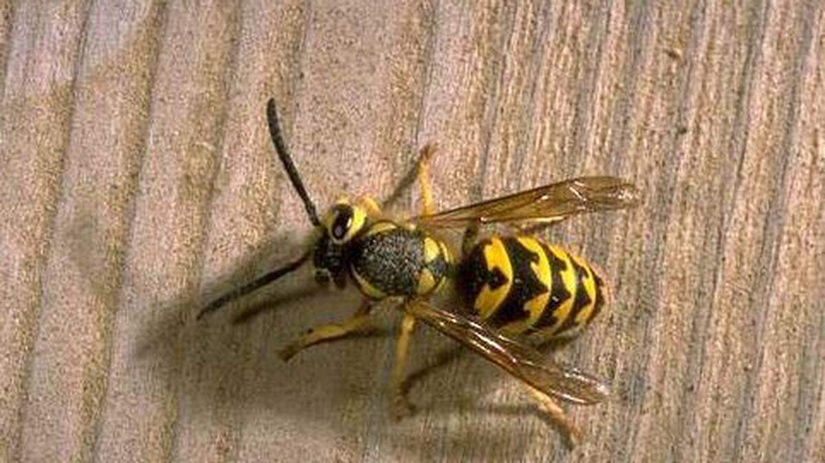 Residents trying to burn out yellow jacket nests have sparked two brush fires in a Silverton, Oregon, neighborhood in recent weeks, fire officials say. A three-alarm blaze Sunday involved six fire agencies.