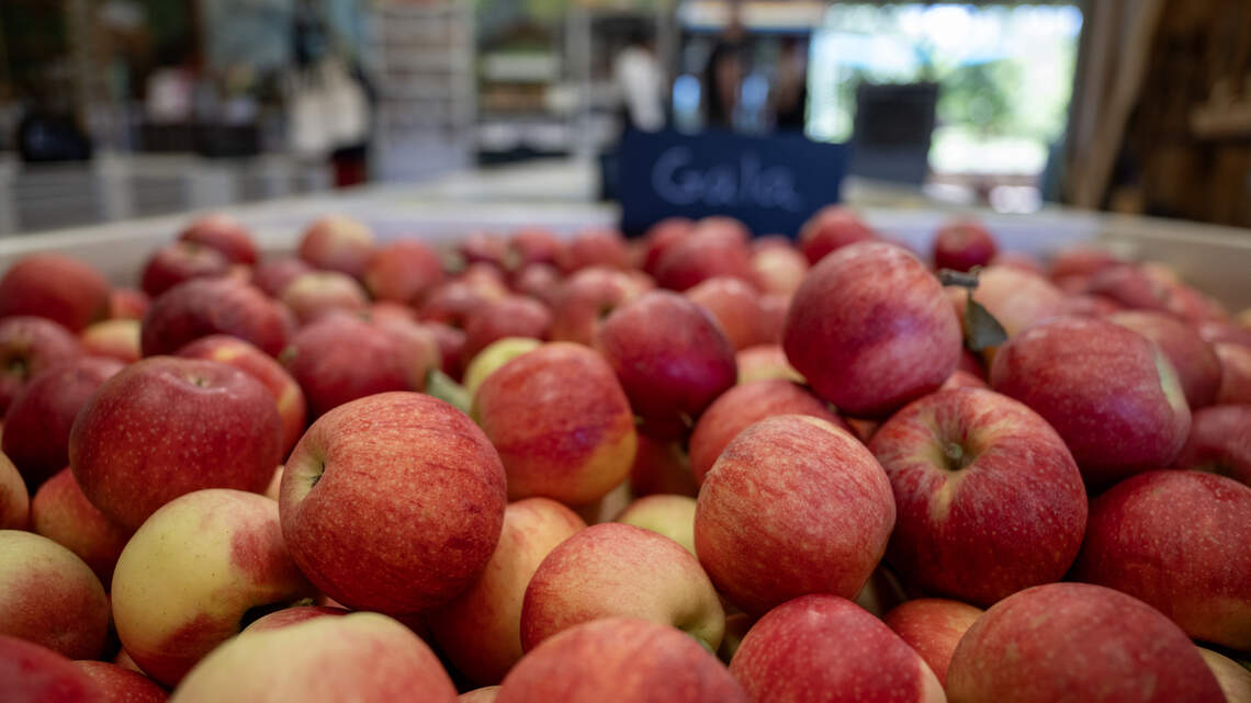 Want to escape Sacramento County heat? Here are the best fall day trips