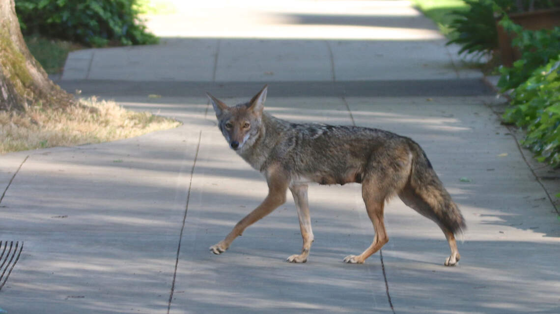 You might see more coyotes around Sacramento as summer ends. What to do if you encounter one