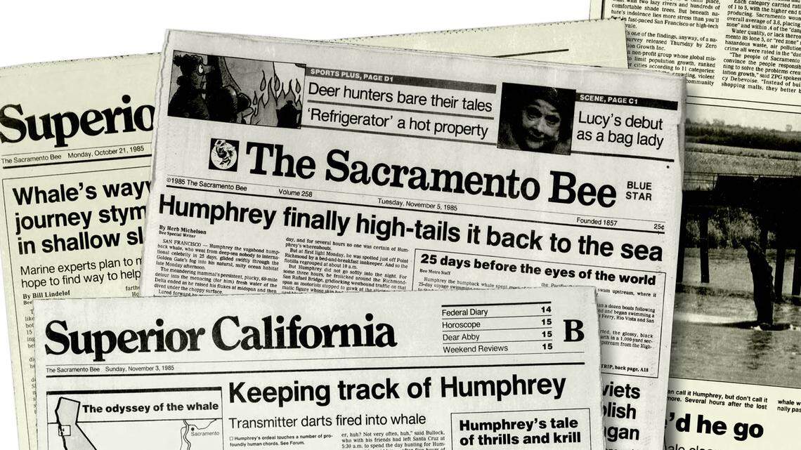 Humphrey the Whale 40th anniversary in Rio Vista Delta 2025 | Sacramento Bee