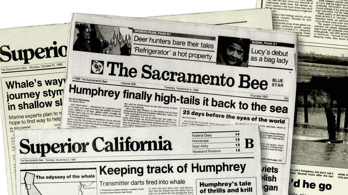 Sacramento Bee newspaper headlines chronicle the journey of Humphrey the Whale through the Sacramento Delta in 1985. 
