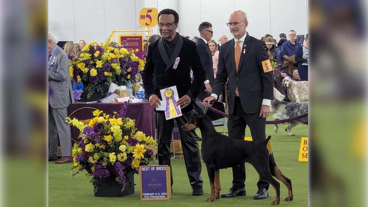Adrian Woodfork awards 4-year-old Penny, a Doberman pinscher, the Best of Breed award at the 2026 Westminster Kennel Club Dog Show. The dog ended up winning Best in Show with trainer Andy Linton.