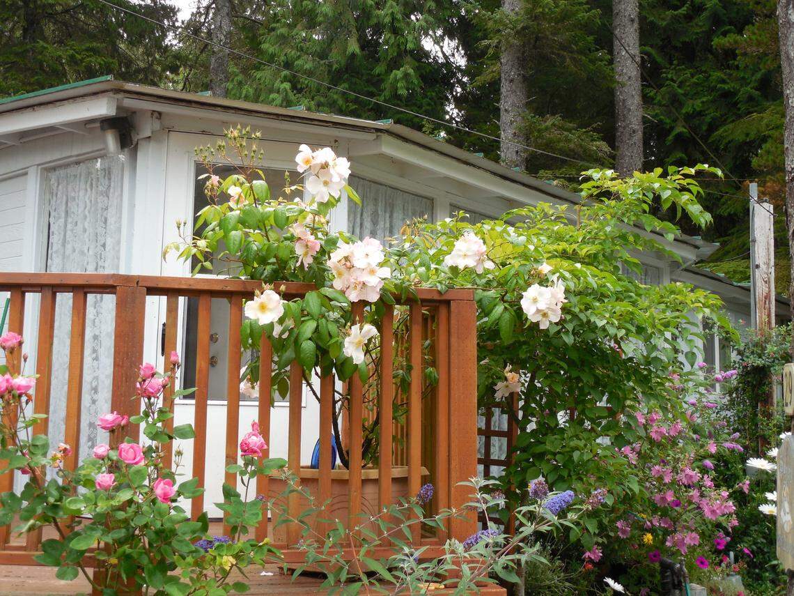 The author’s yard in Depoe Bay, Oregon.