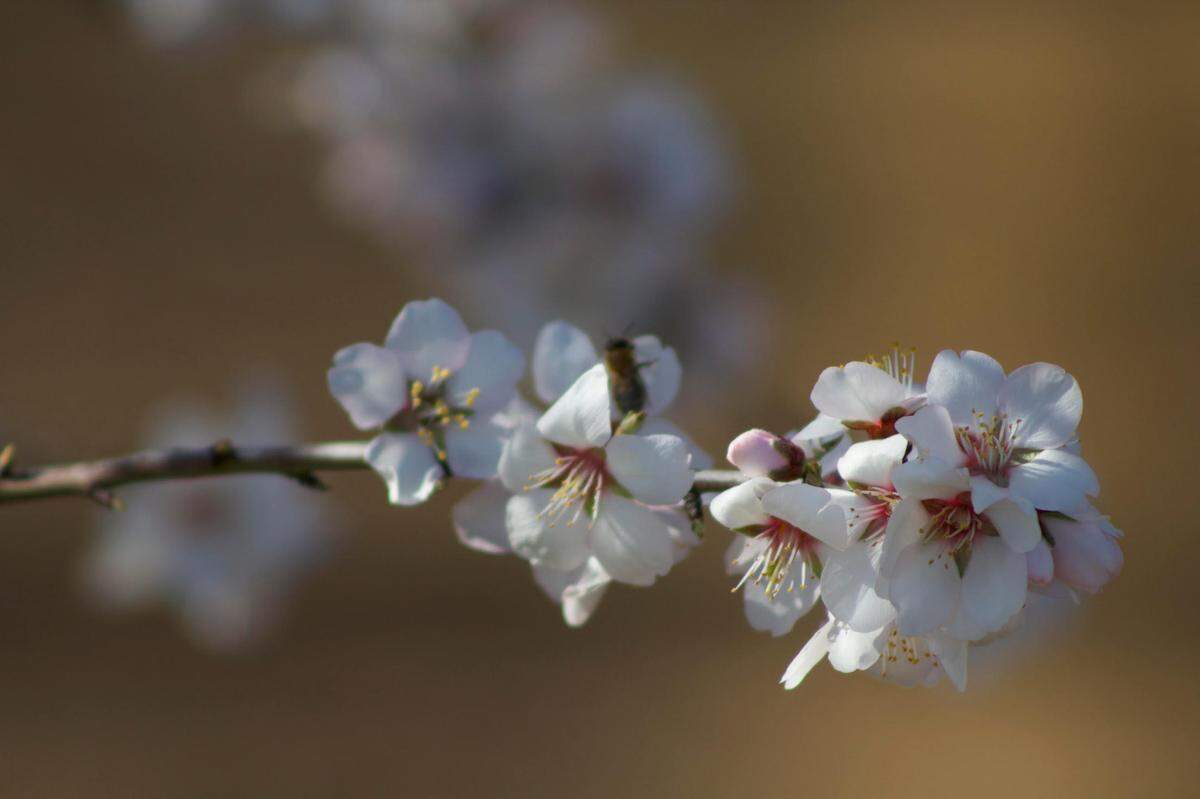 Blooms form on the branch of an almond tree on Friday, Feb. 14, 2025, in Olivehurst. Almond trees throughout California have begun to bloom marking a pivotal time for the crop’s success or failure this year.