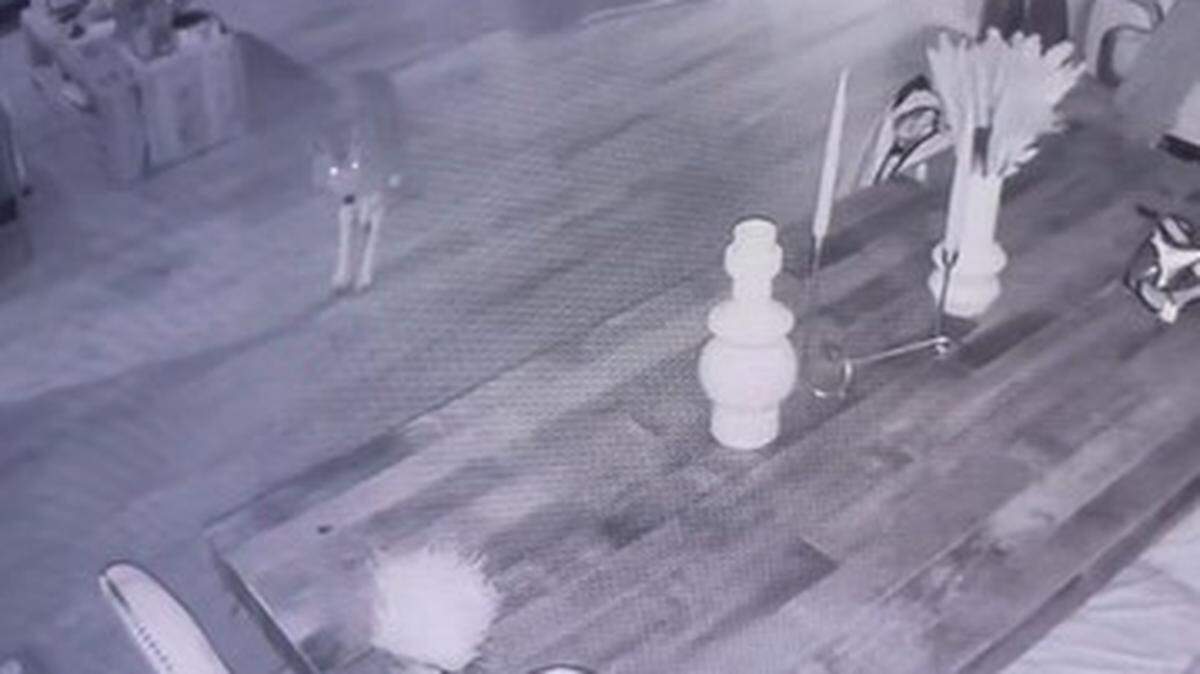 Home security video shows a coyote roaming a Woodland Hills home after entering through an open dog door, a California resident says.