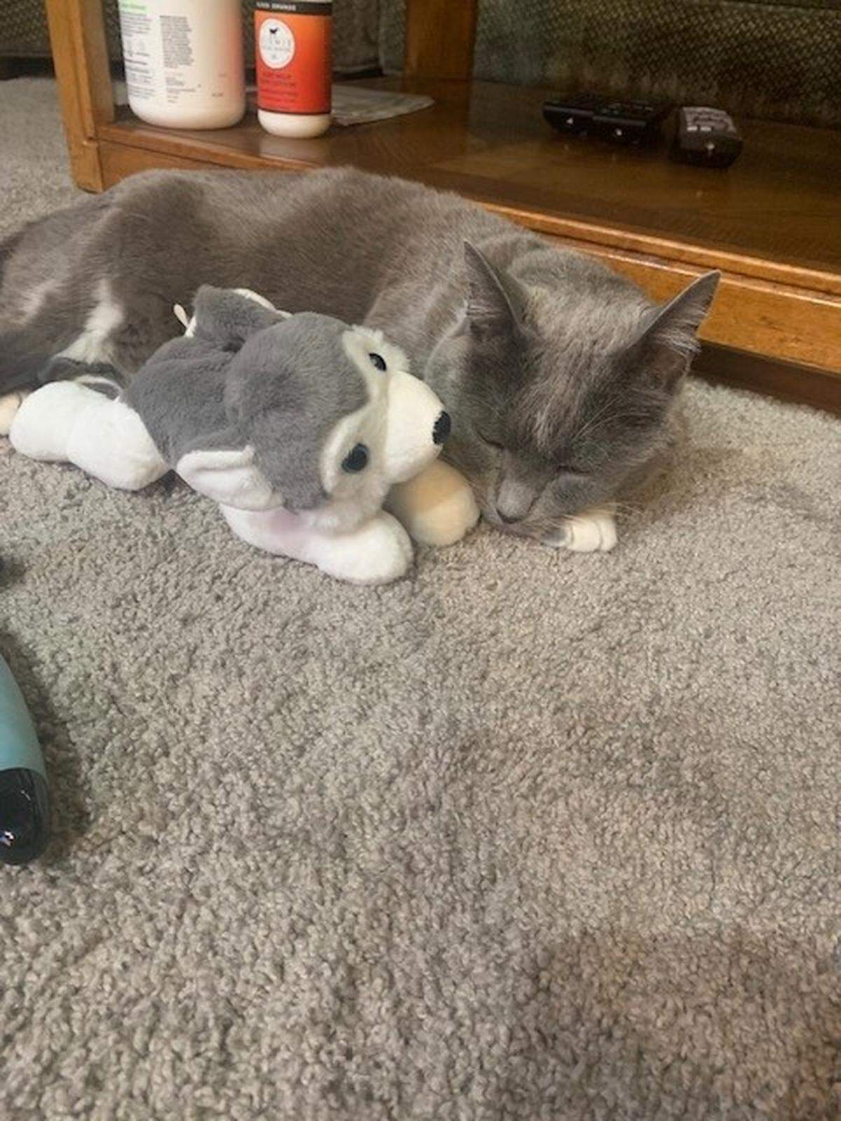 Smokey Snook was voted cutest cat in the Sacramento area.