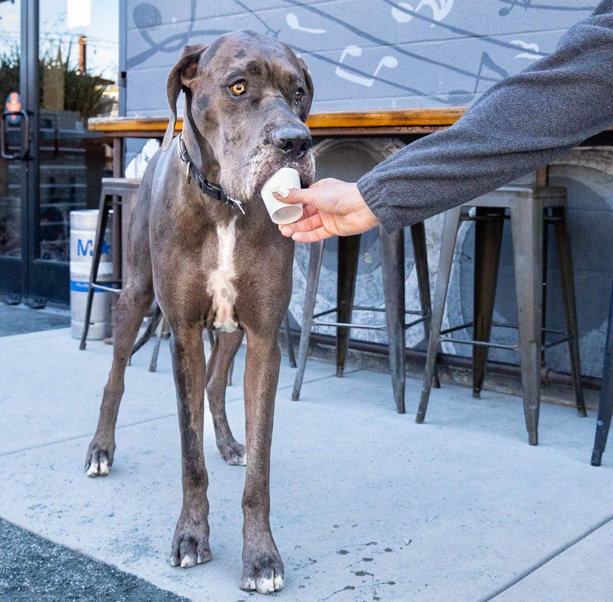 Owen, 2, enjoys a pup cup during the Sacramento Great Danes Facebook group meet-up at SacYard Community Tap House and Beer Garden on Sunday.