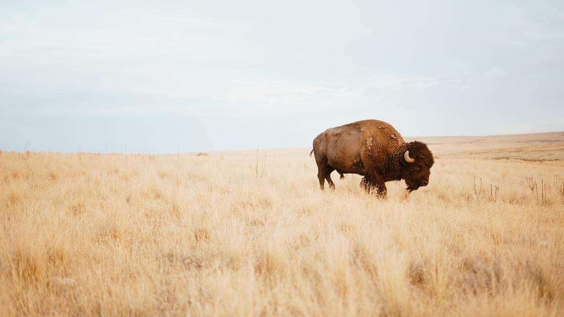 A rare “1 in 10 million” bison calf has been born at Bear River State Park near Evanston, Wyoming, park officials say.