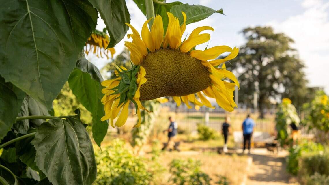 Sacramento is building more community gardens. Who will take care of them?