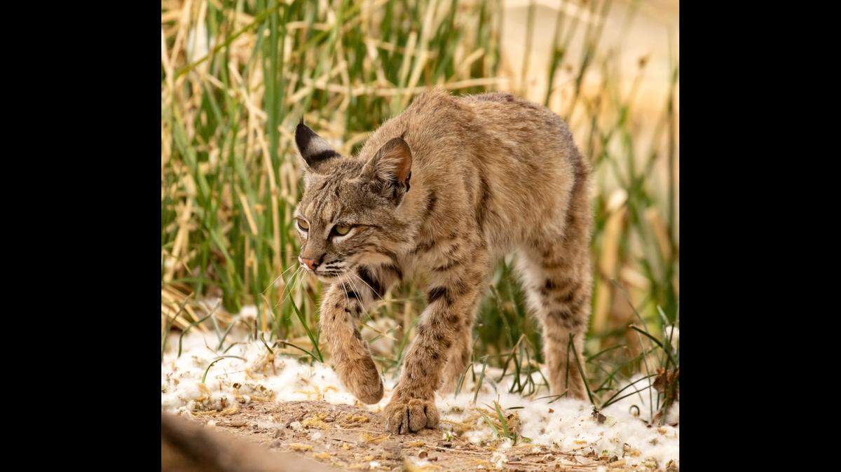 A baby bobcat (not the animal pictured) was rescue from a homeowner’s attic June 8 in Scottsdale, Arizona, wildlife officials said.