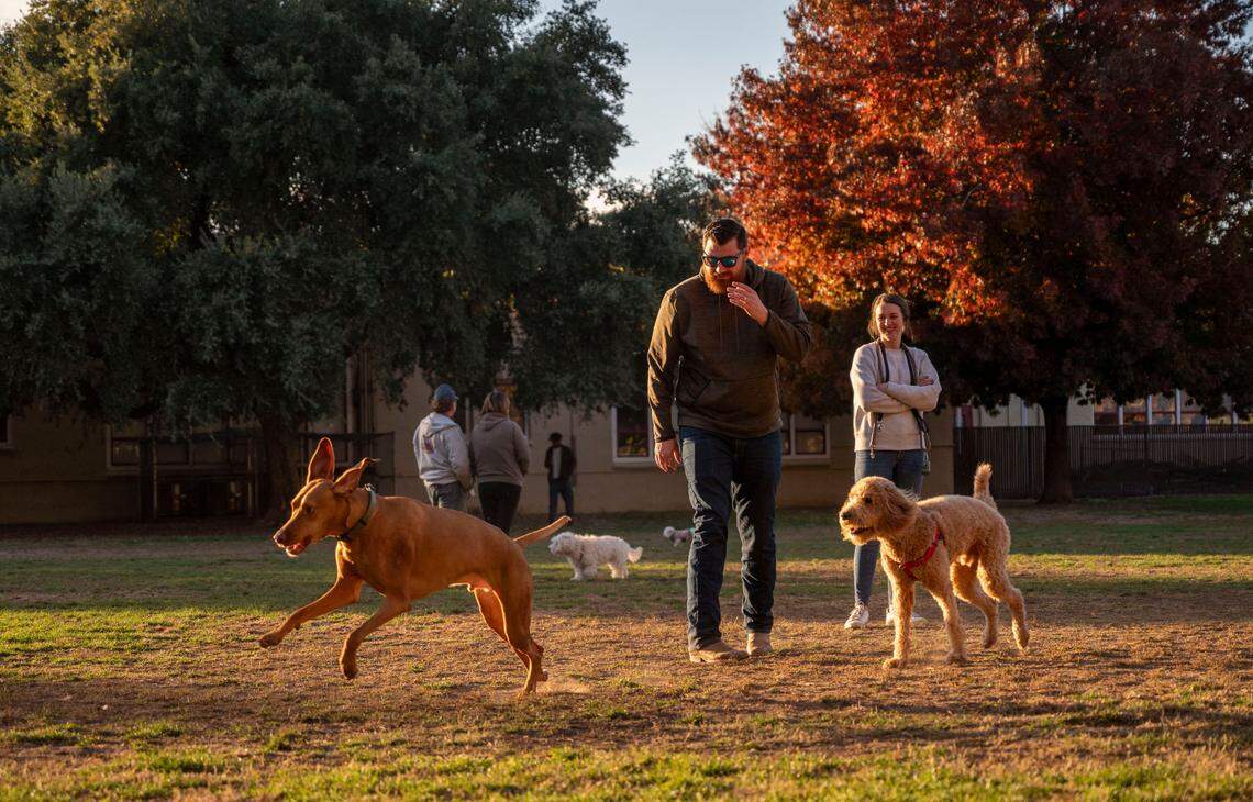 Dogs play at Sierra 2 Park in Curtis Park on Friday. Although much of the park is fenced, it does not meet Sacramento’s requirements for a dog park with off-leash use. Dog parks are fenced with a double-gate system for safety.