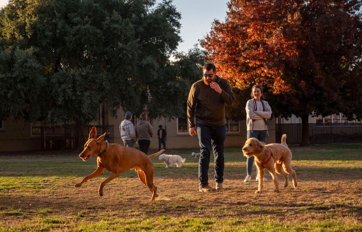 Dogs play at Sierra 2 Park in Curtis Park on Friday. Although much of the park is fenced, it does not meet Sacramento’s requirements for a dog park with off-leash use. Dog parks are fenced with a double-gate system for safety.