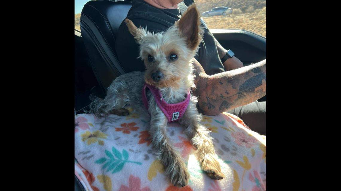 Khloe the dog is back with her family thanks to help from an Arizona Department of Transportation dispatcher.