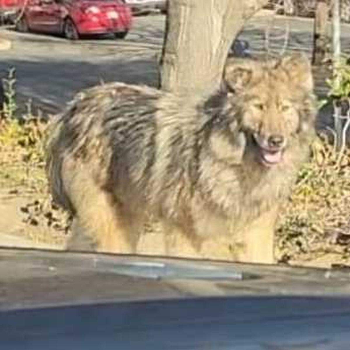A suspected wolf-dog hybrid is seen roaming a South Natomas office park across Garden Highway from Discovery Park on Tuesday, Jan. 14, 2025. Animal control officials say two remain on the loose after three were captured following biting incidents.