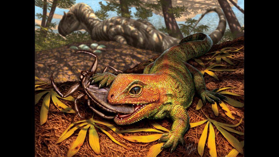 An artistic interpretation of a newly discovered extinct species of lizard-like reptile belonging to the same ancient lineage as New Zealand’s living tuatara.